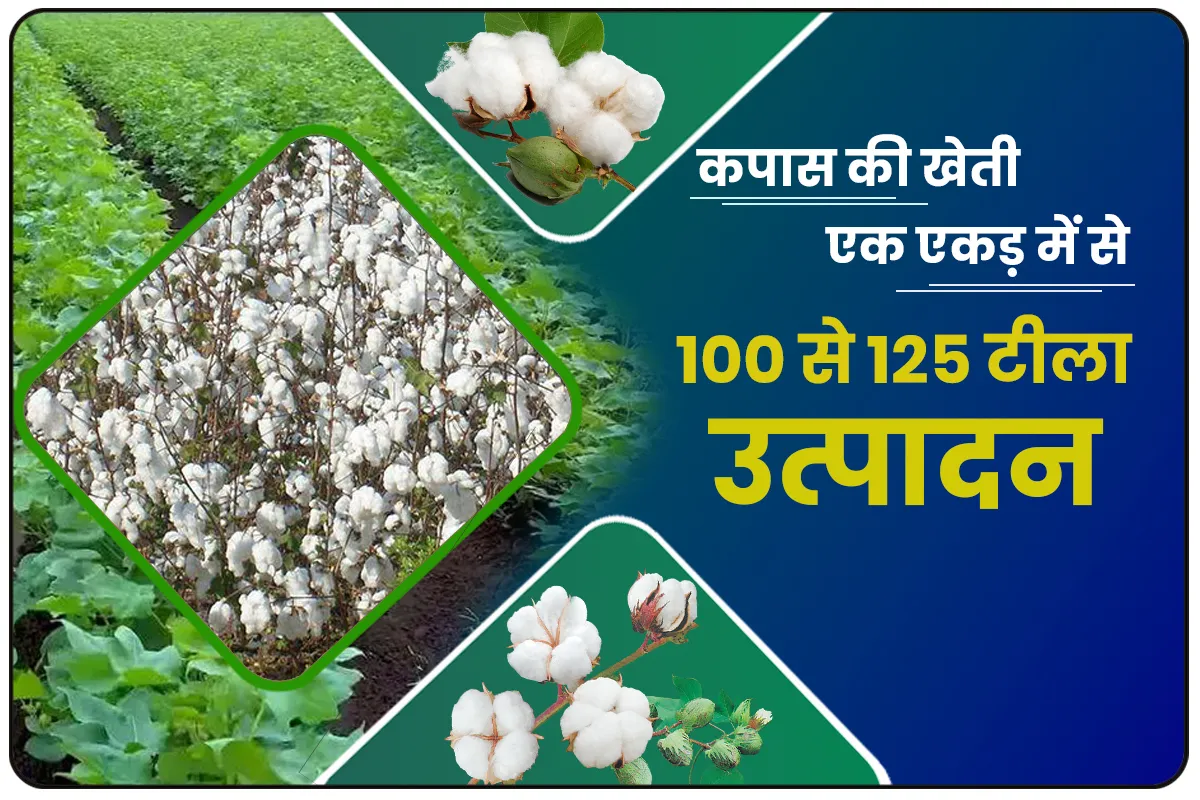 cotton ki kheti