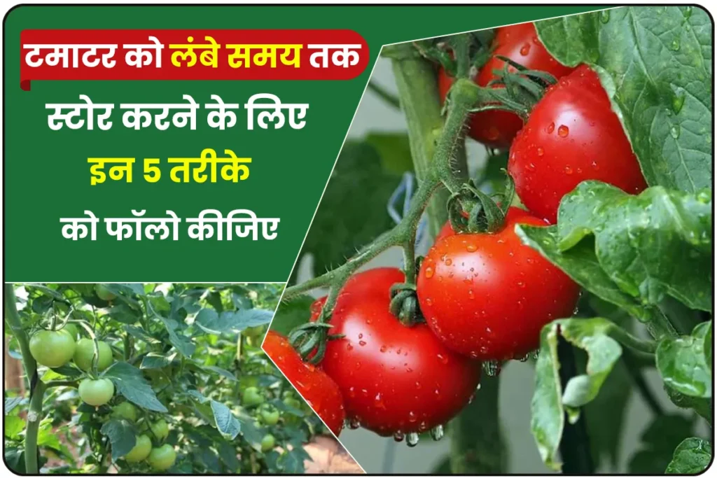 How To Store Tomato For Long Time