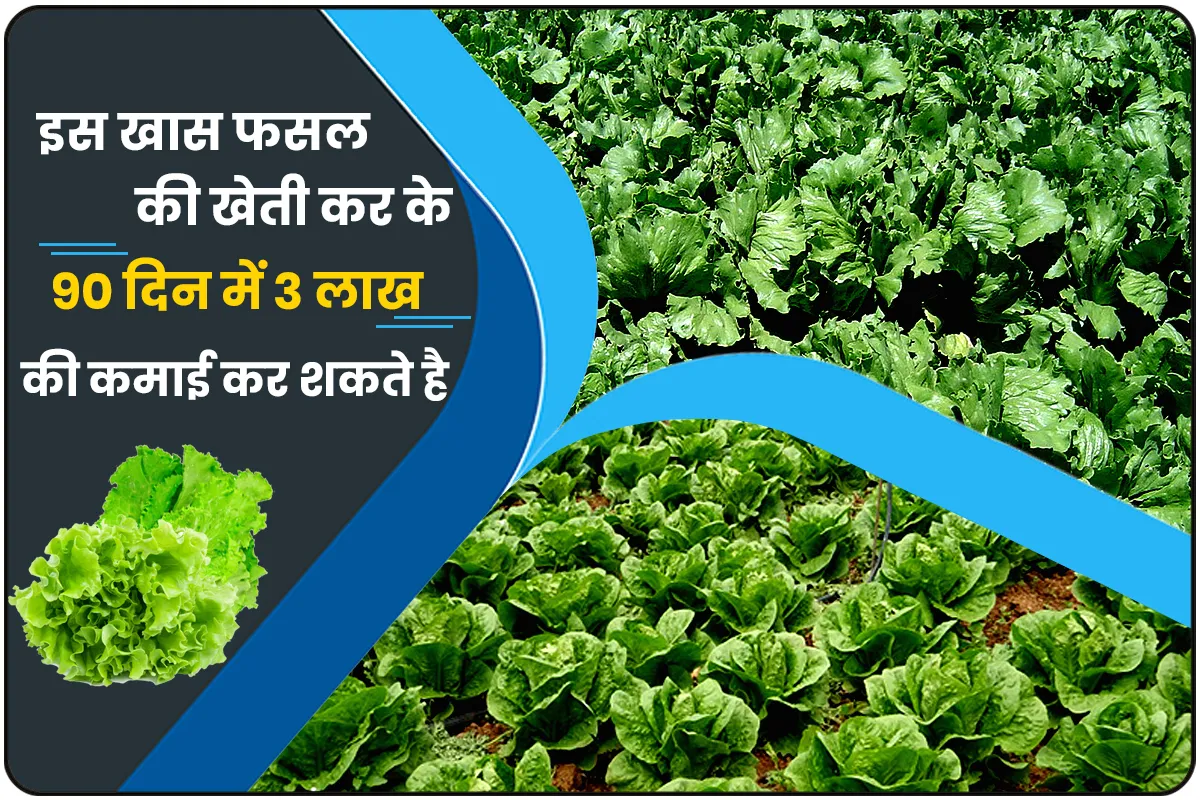 lettuce Ki kheti Kasie hoti Hai