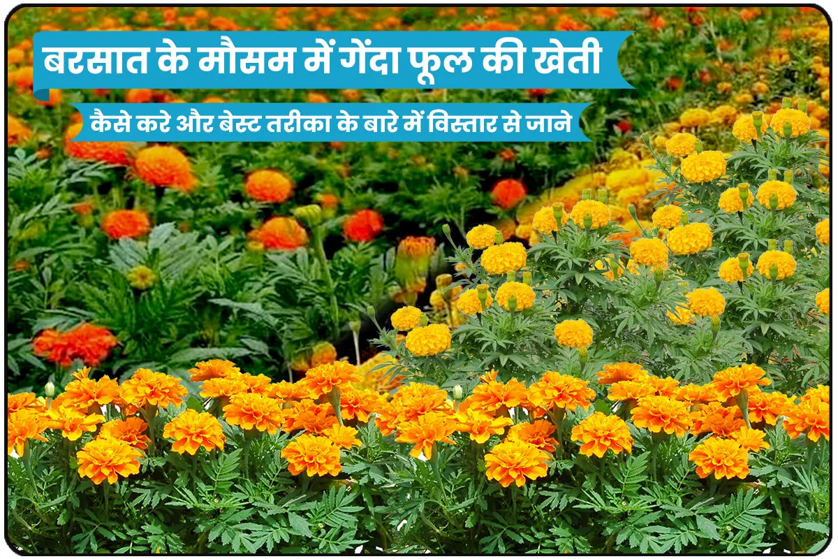 Barsat Ke Mosam Me Genda Phool Ki Kheti Karne Ka Best Trika