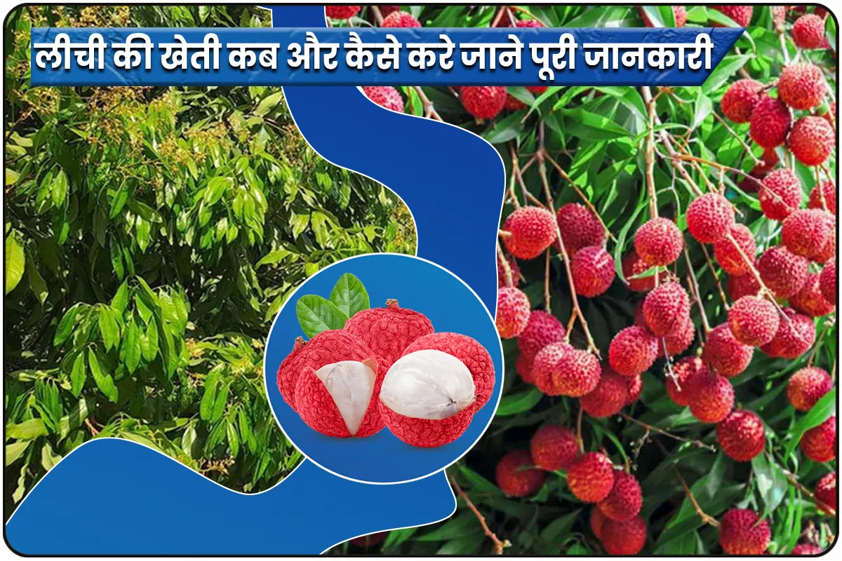 Litchi Kheti Ki Sampurn Mahiti