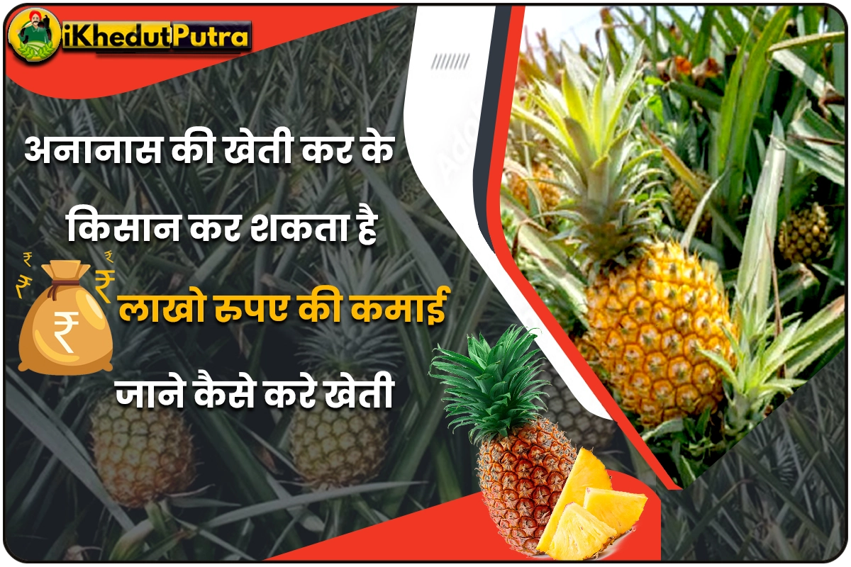 Ananas Ki Kheti Karne Ka Sahi Tarika