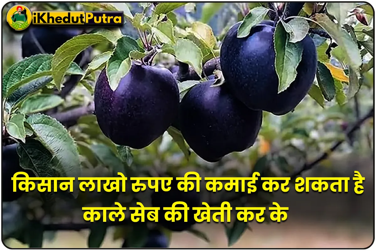 Black Apple Ki Kheti