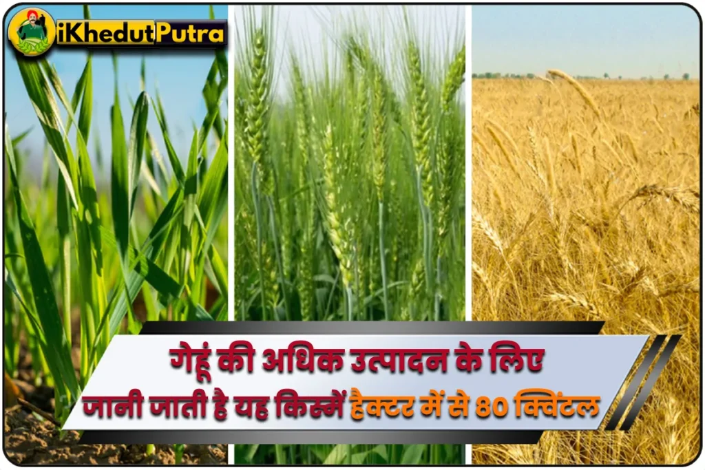 High yielding Varieties Of Wheat