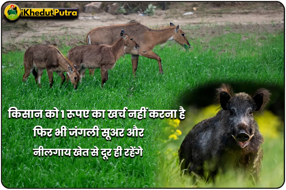 Nilgai Aur Jangli Suar Ko Khet Se Kaise Bhagaye