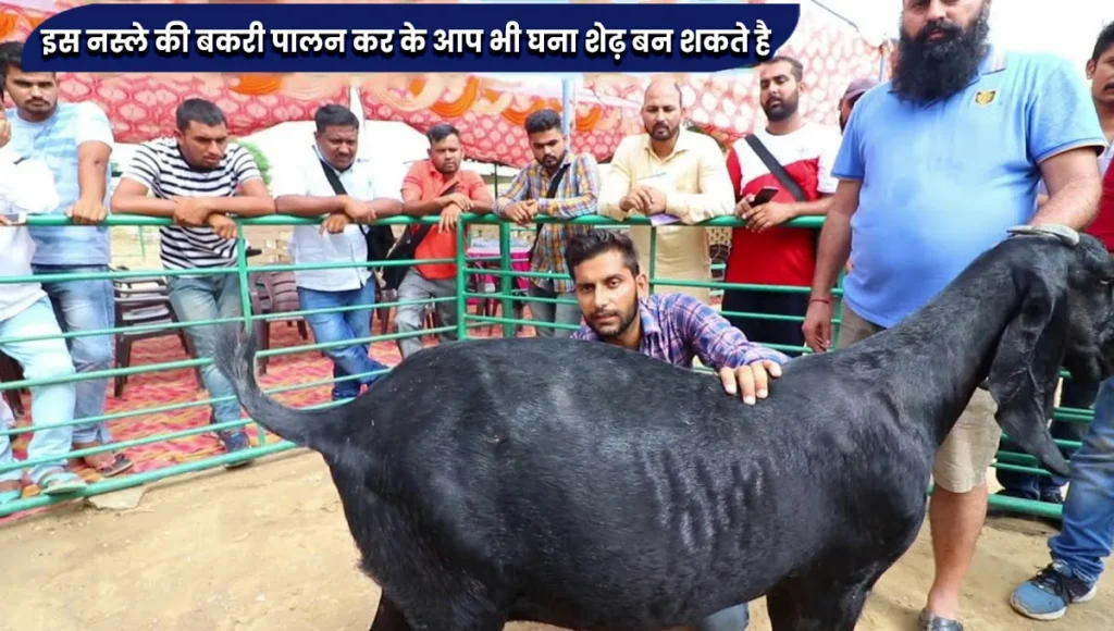 Bakri Ki Konsi Nasl Ka Palan Shuru Karen