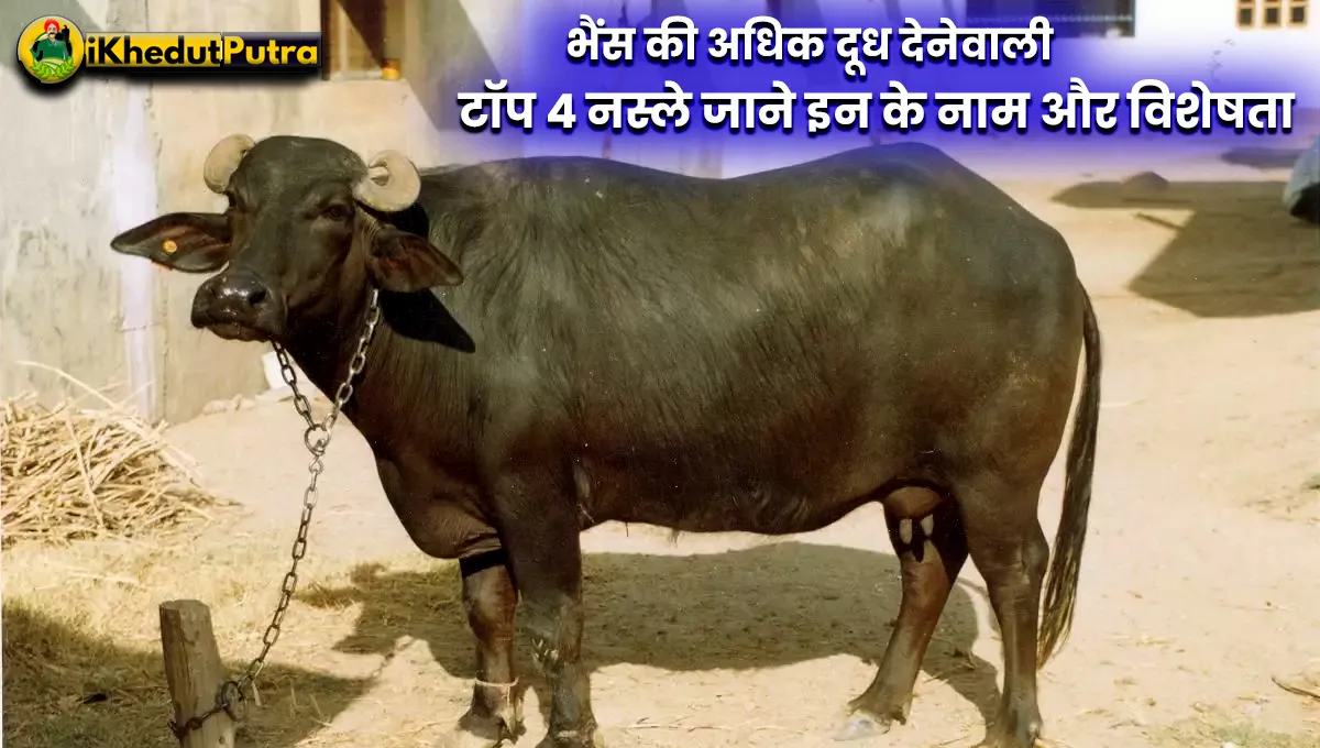 Bhains Ki Jyada Dudh Dene Wali Nasl