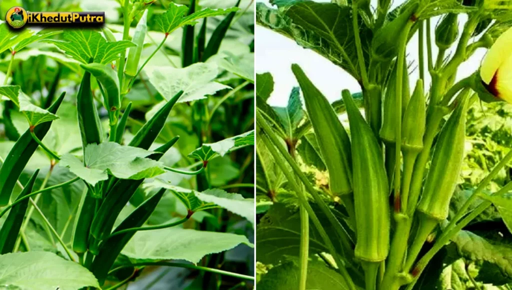 Garmi Ke Mausam Me Bhindi Ki Konsi Variety Karen