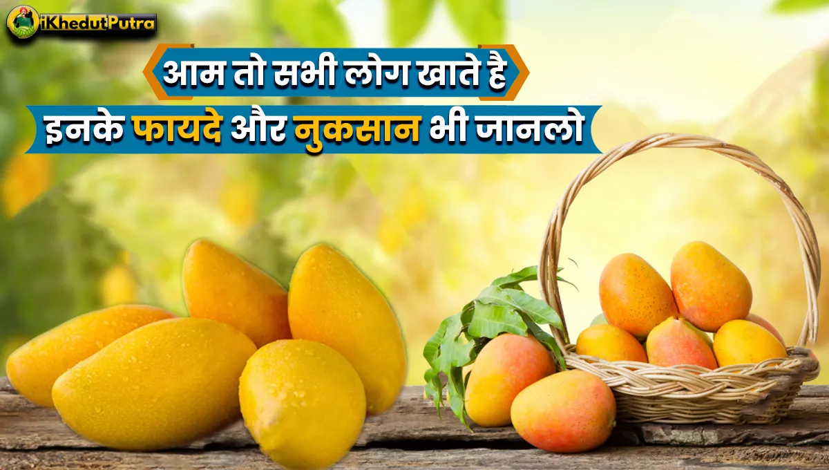 Advantages and disadvantages of eating mango
