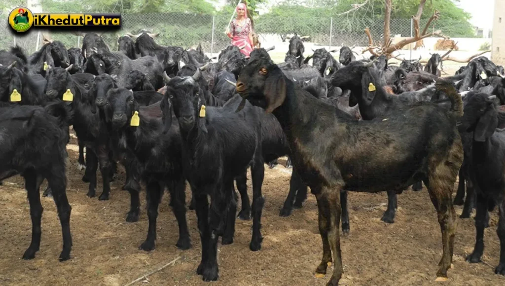 Black Bengal Bakri Ki Visheshta