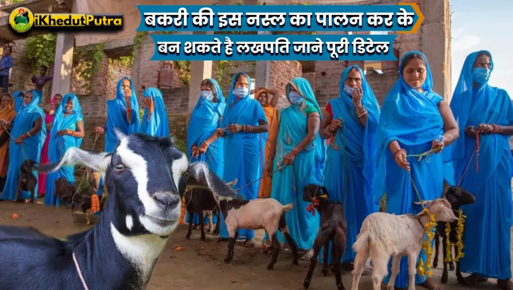 Black Bengal Bakri Ki Visheshta