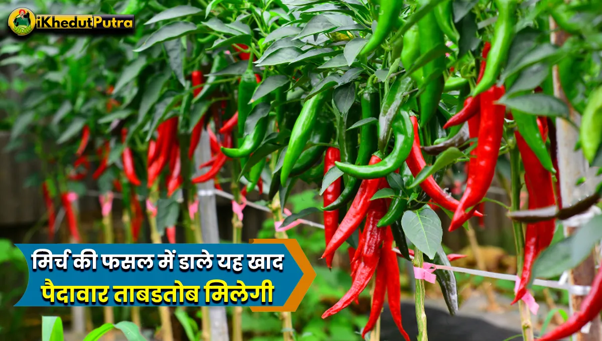 Chilli Fertilizer Schedule