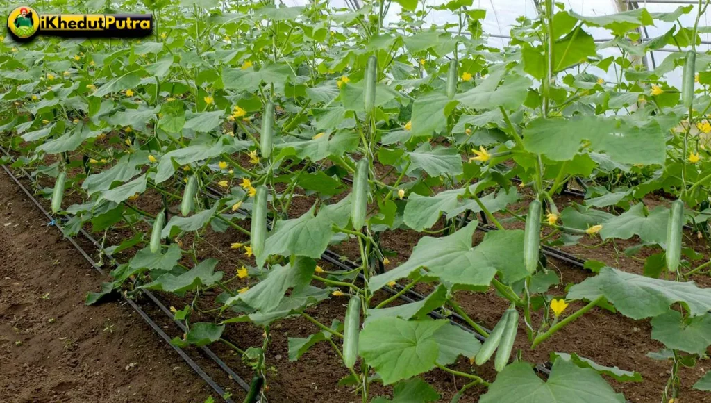 Cucumber-cultivation