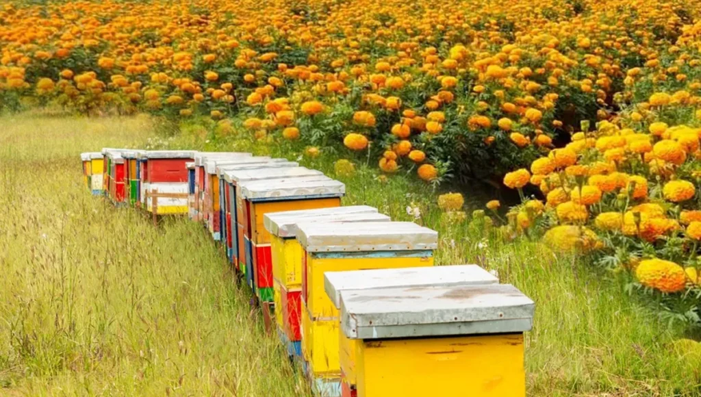 Honey Bee Box price in India