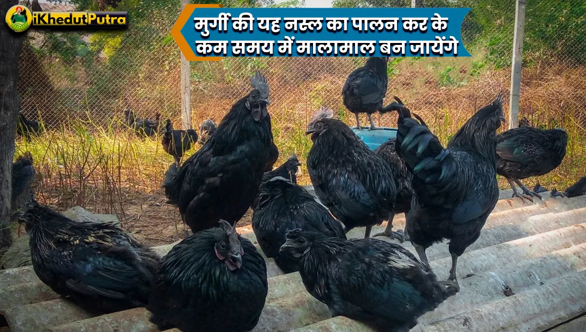 Kadaknath Murgi Ki Jankari