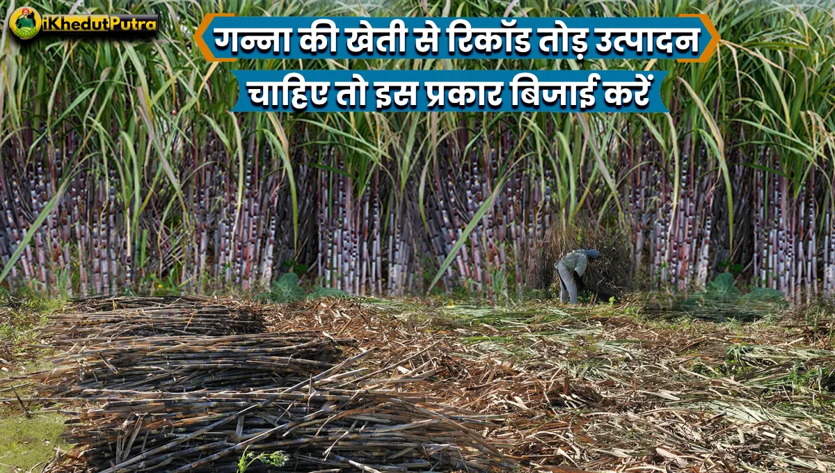 Sugarcane Farming