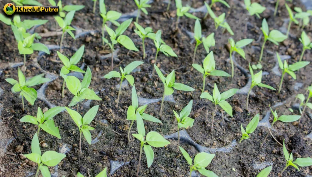 chilli varieties in india	