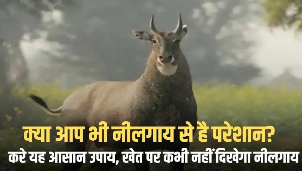 easiest ways to drive away nilgai from the field
