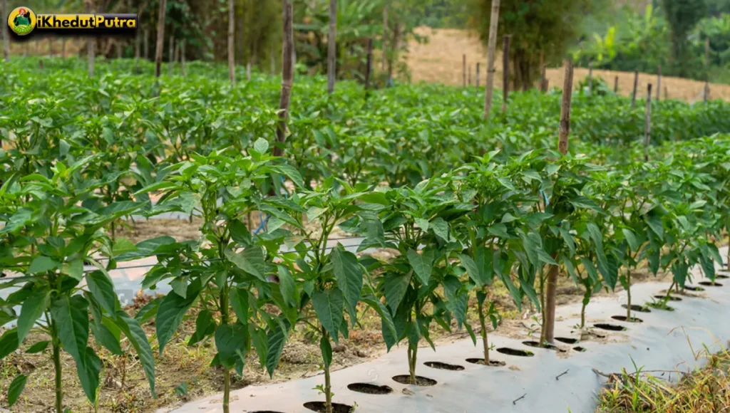 green chilli varieties	