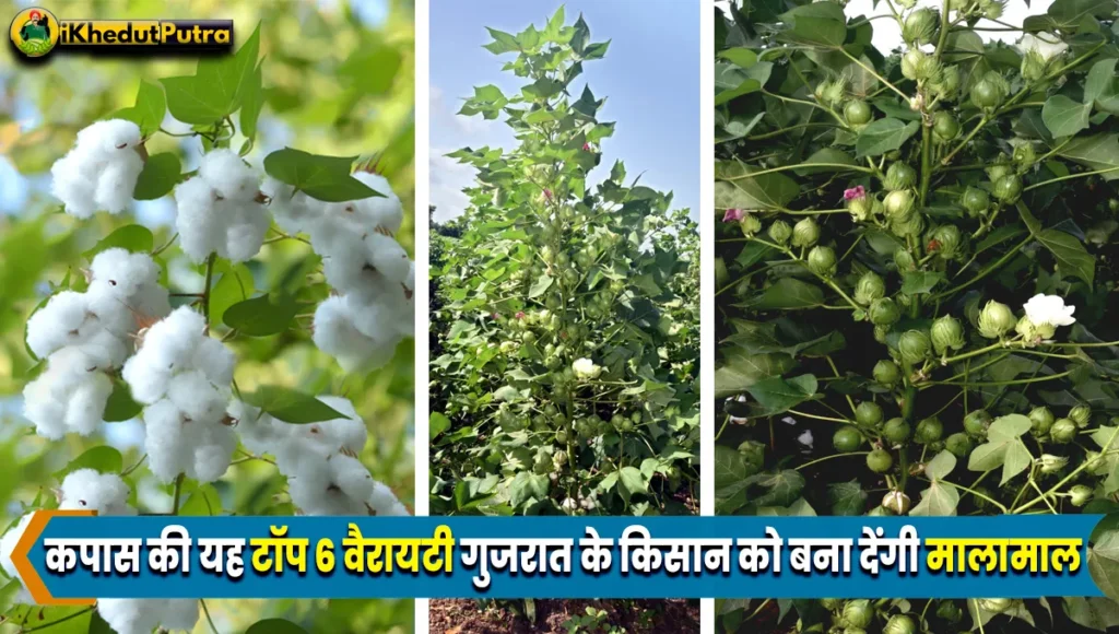 Cotton Ki Top 6 Varieties Gujarat Me