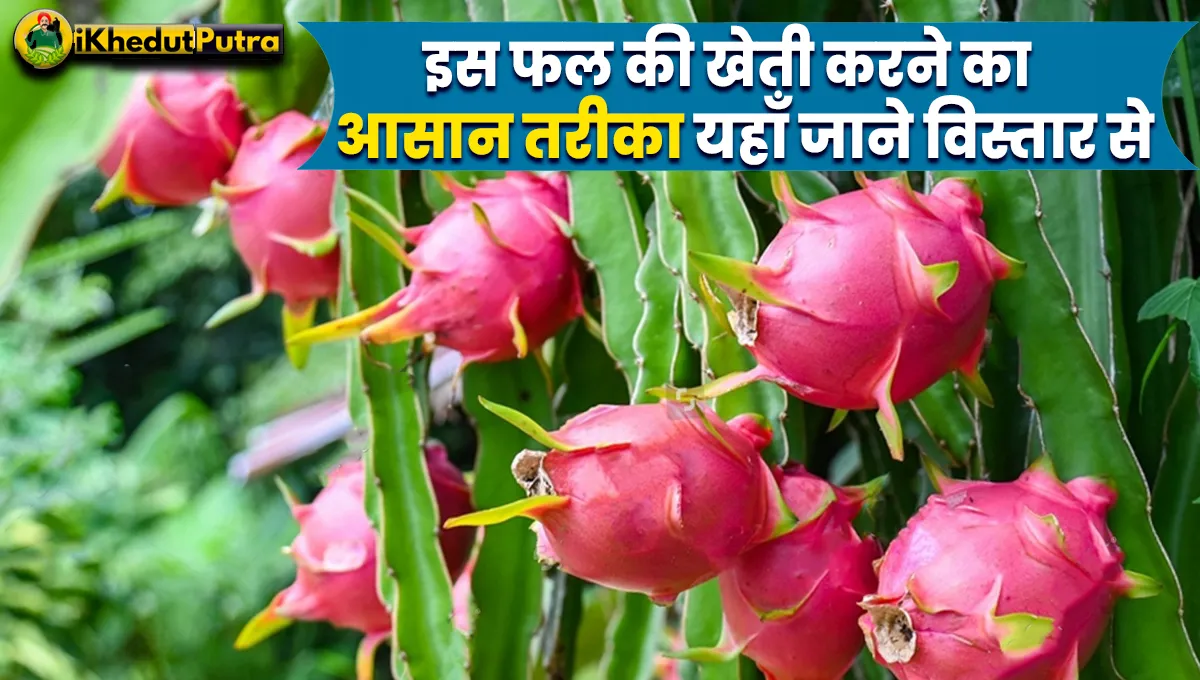 Dragon Fruit Ki Kheti Kaise Karen