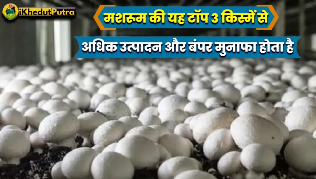 Mushroom Ki Top 3 Kisme