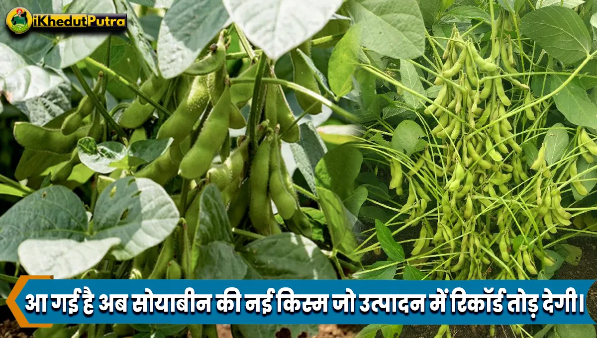 New Variety Of Soybean 2024