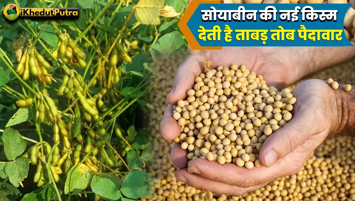 Soybean Ki New Variety