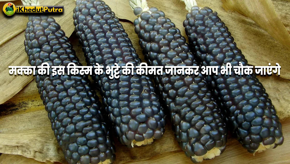 Black Corn Ki Kheti Kaise Karen