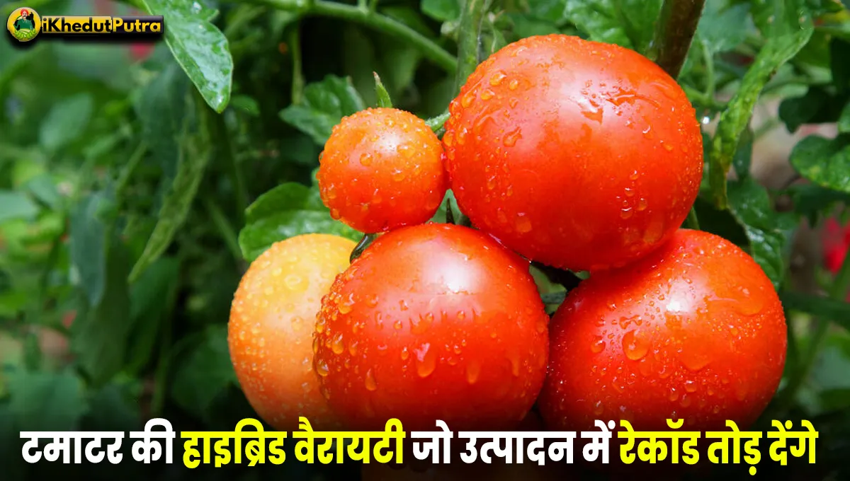 Hybrid tomato Variety