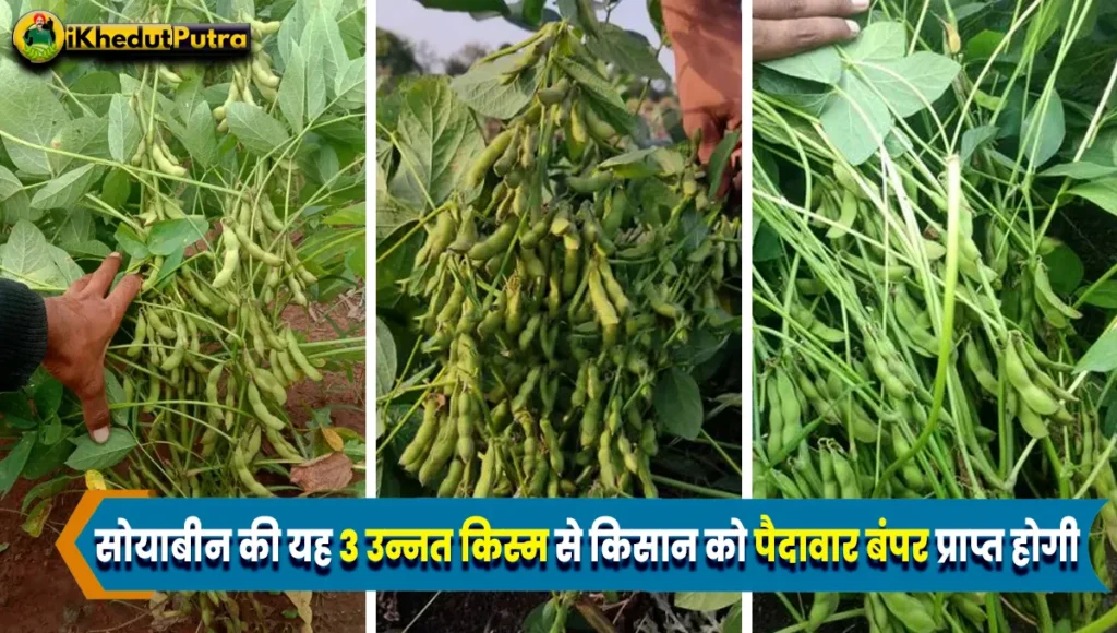 Kam Samay Me Pakne Wali Soybean Variety