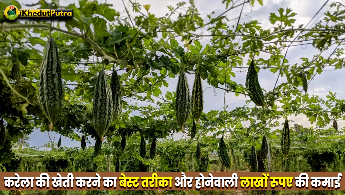 Karela Ki Kheti Karne Ka Tarika