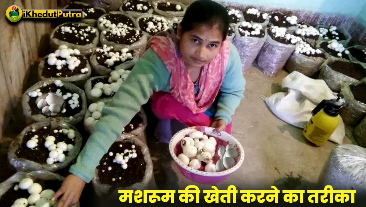 Mushroom Ki Kheti Kab Aur Kaise Ki Jati Hai