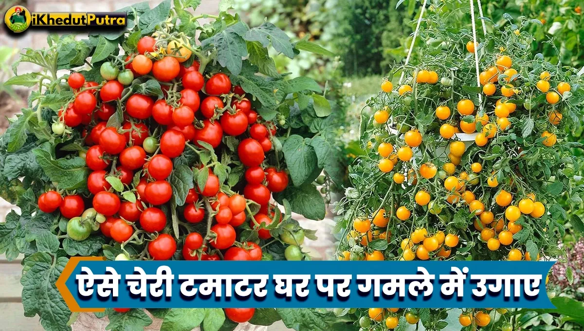 Tamatar Gamle Me Kaise Lagaye