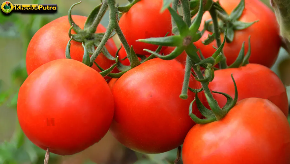 Barish Ke Mausam Me Tamatar Ki Kheti