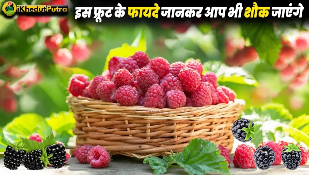 Hisalu Fruit Ke Fayde In Hindi