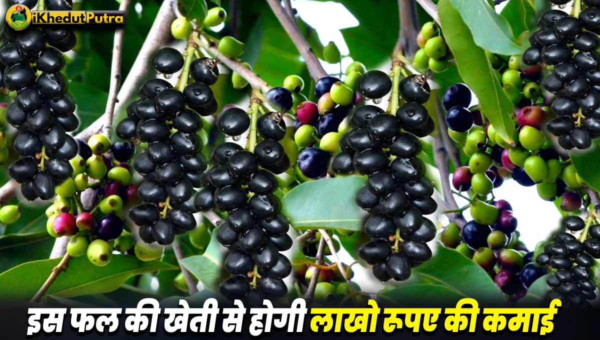 Jamun Ki Top 5 Kism