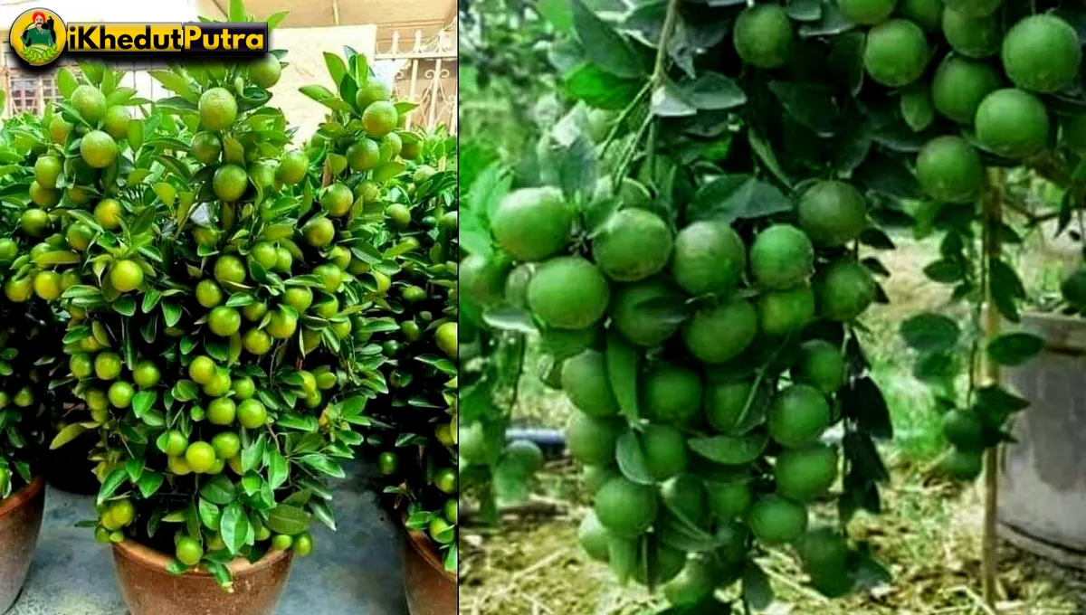 Kagzi Nimbu Ka Podha Kaha Milega