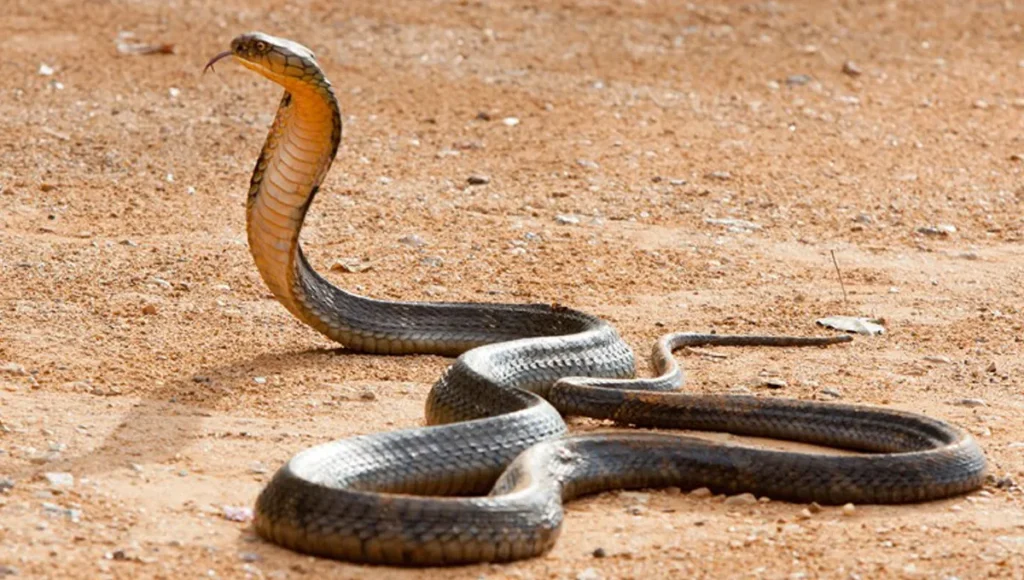 King cobra Snake