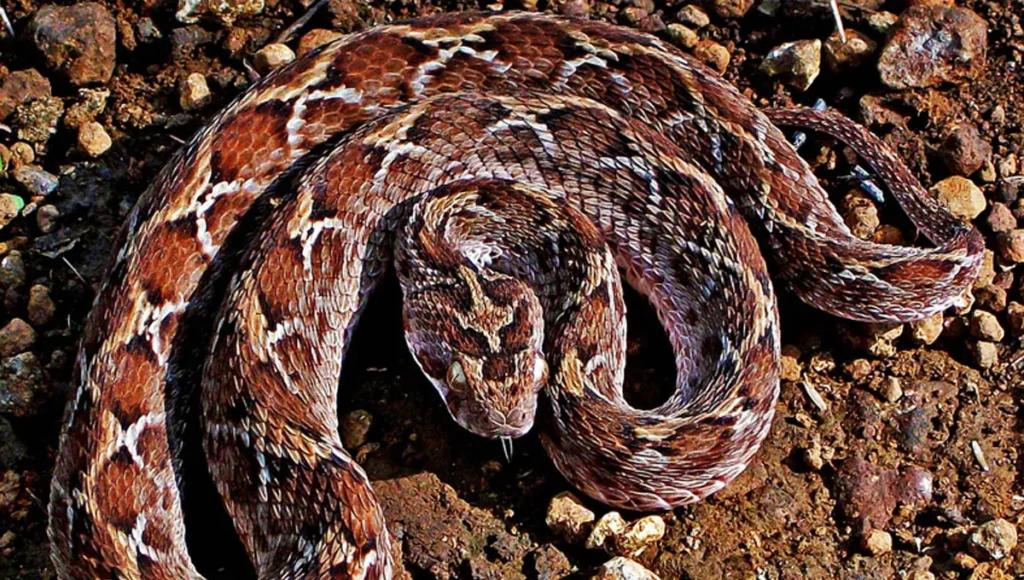 Saw-scaled vipers Snake