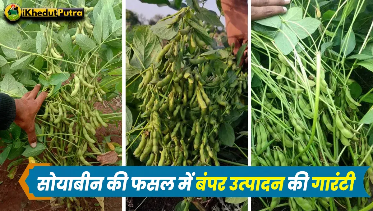 Soybean Ki Fasal Me Kaun Si Khad Dena Chahiye