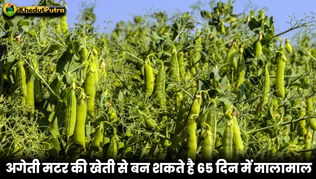 Ageti Matar Ki Buvai Kab Karen