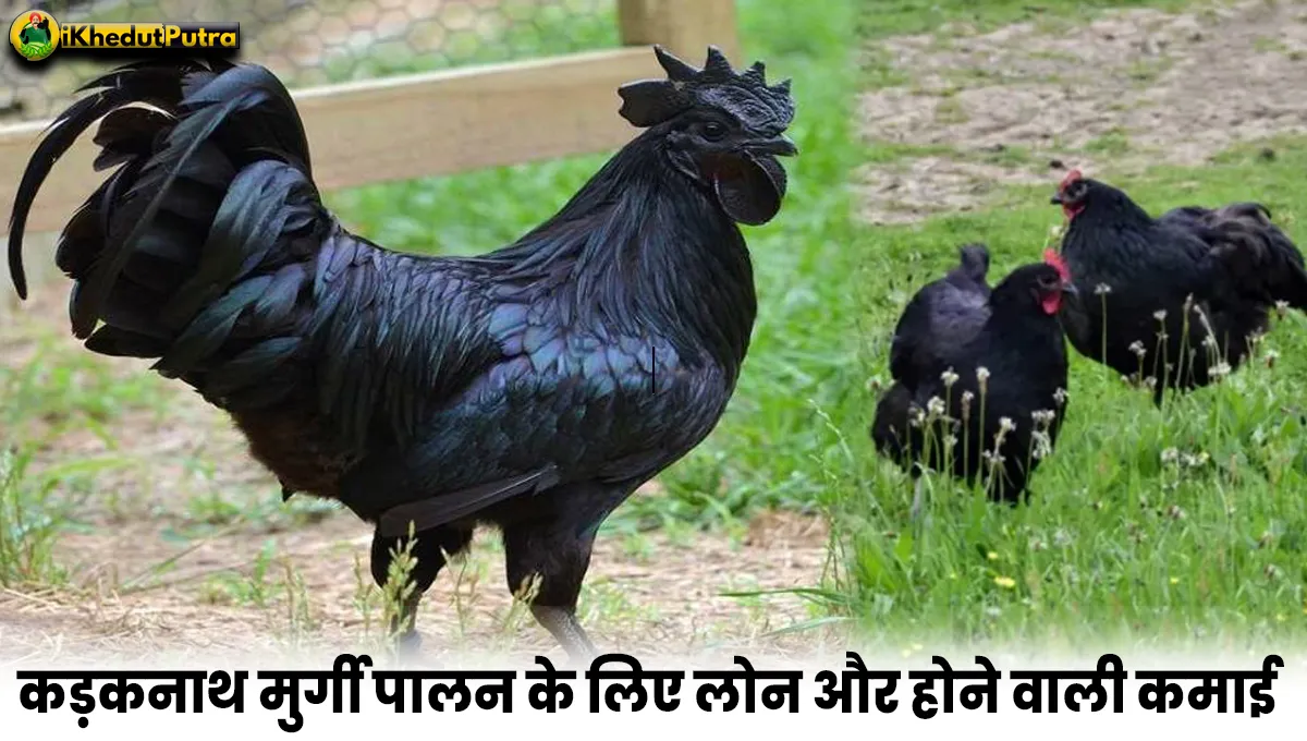 Kadaknath Murgi Palan Kaise Shuru Kare