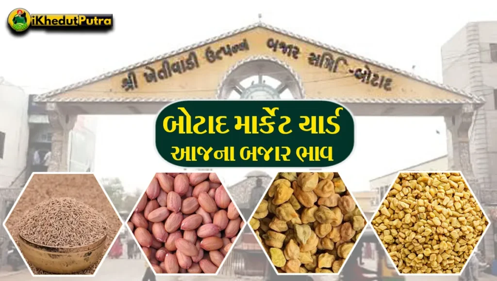 Apmc Botad Market Yard Bhav