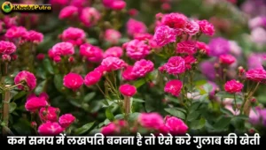 Earning From Desi Rose Cultivation