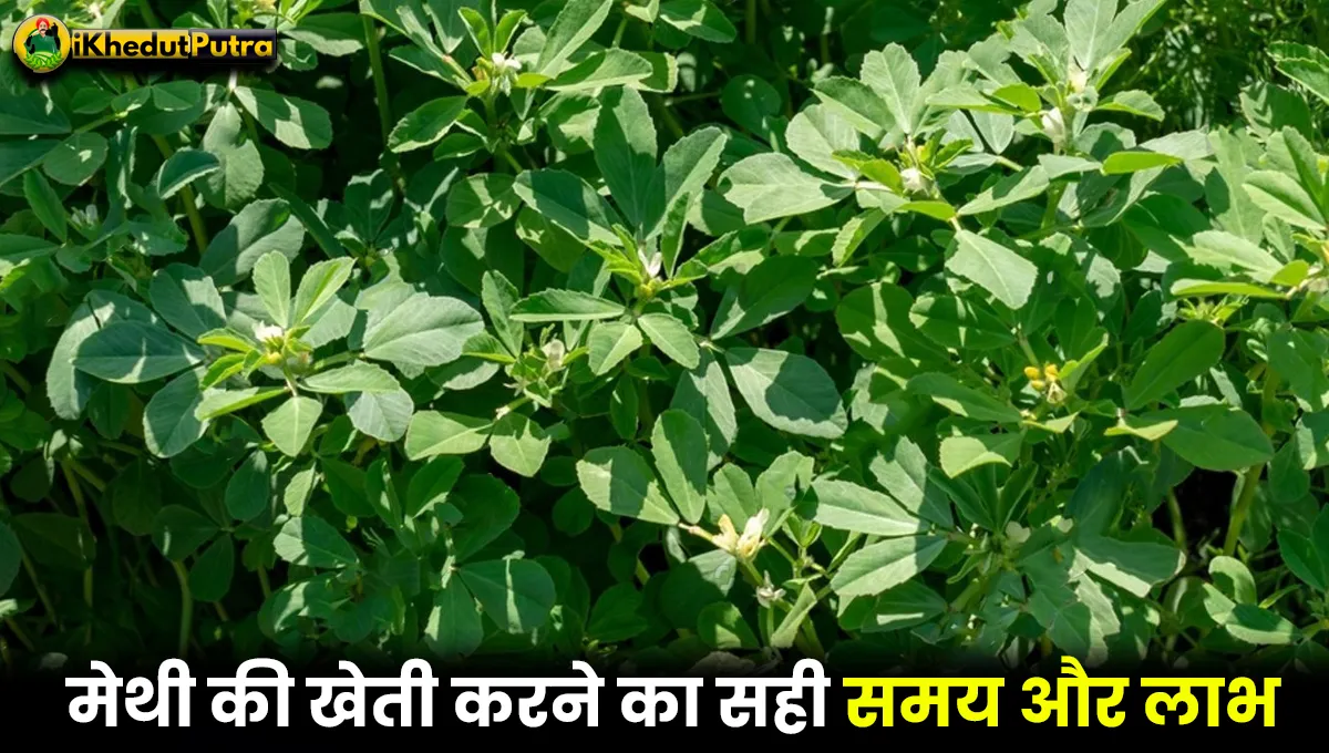 Methi Ki Kheti Kab Ki Jati Hai