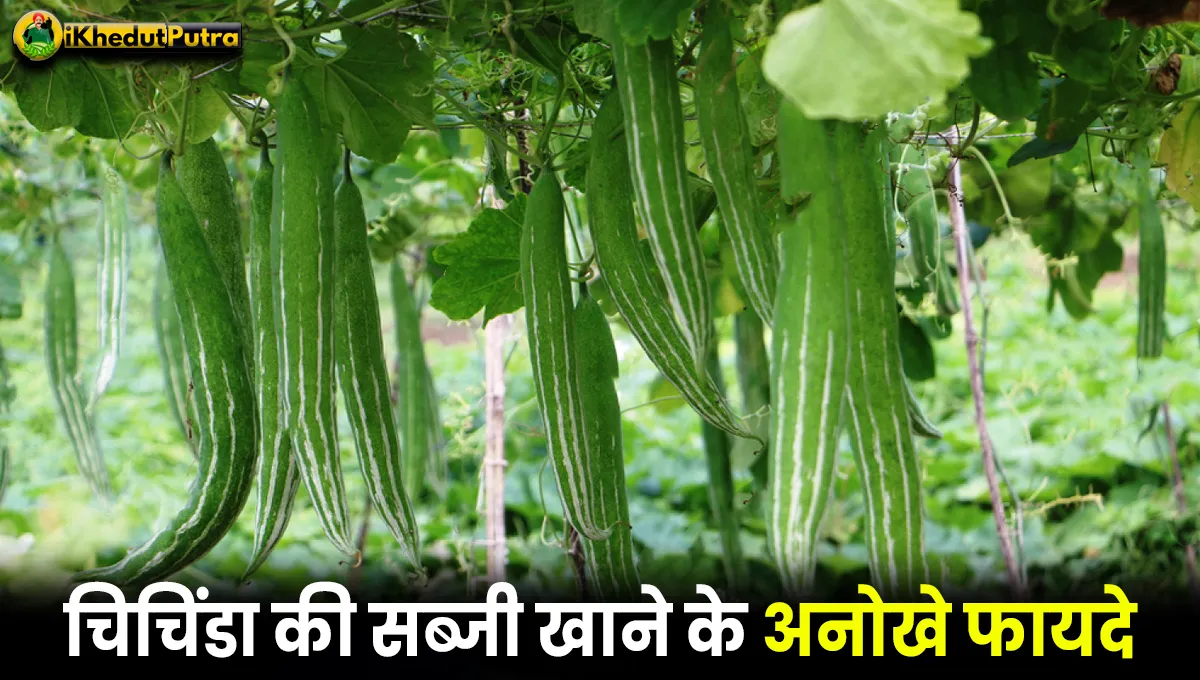 Snake Gourd Benefits In Hindi