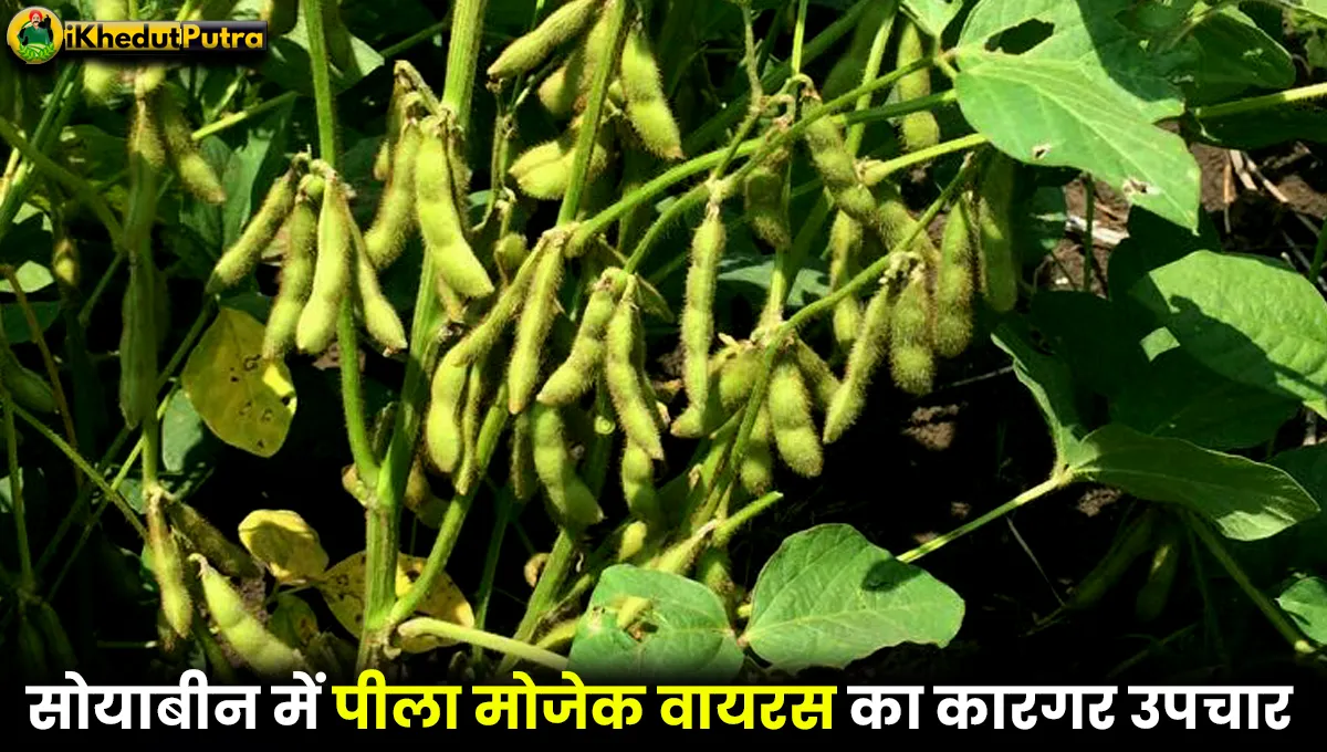 Yellow Mosaic Virus In Soybean